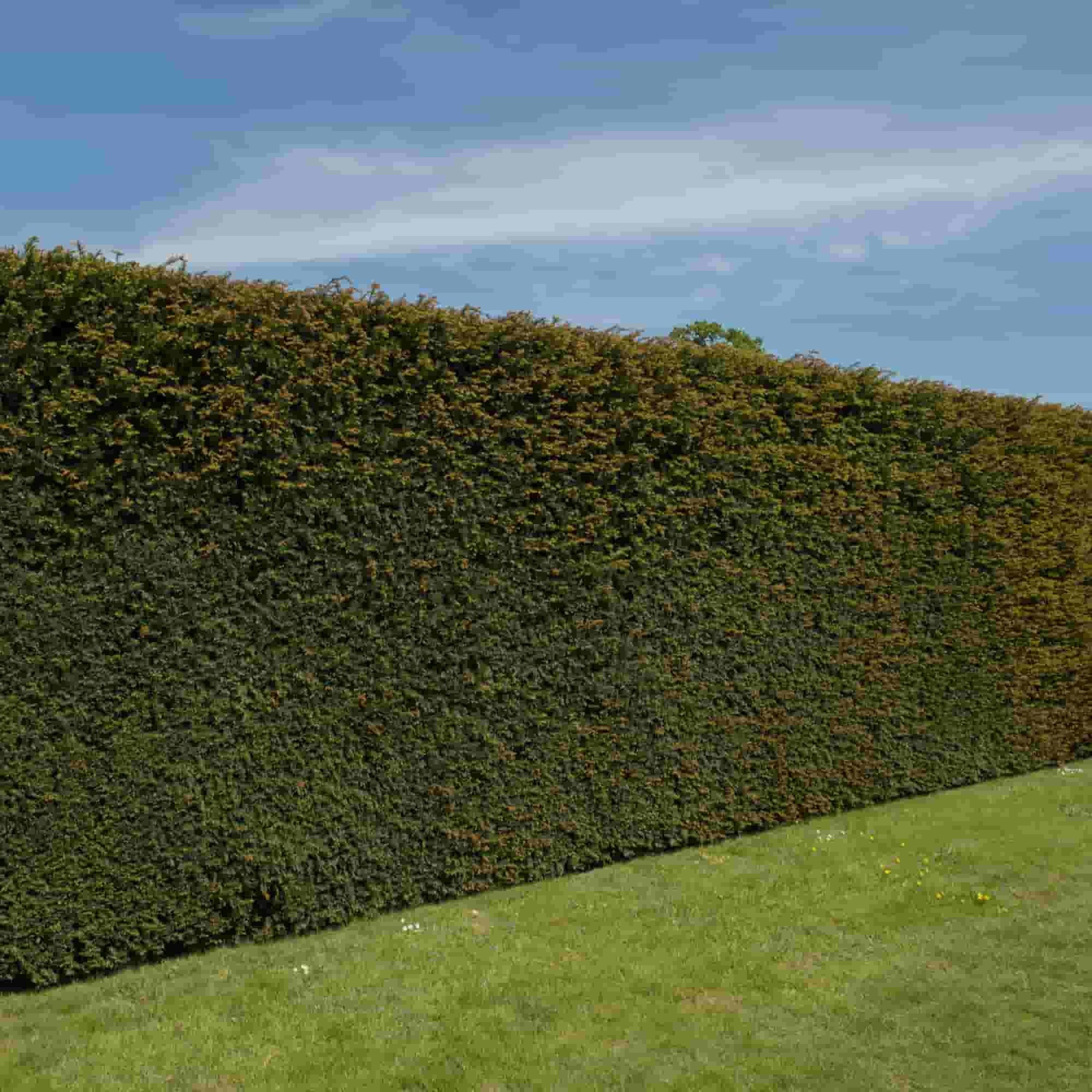 english yew hedge plants English Yew (Taxus baccata) bare root hedging plants – R J Trees and Hedging  Ltd
