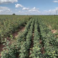 RJ Trees and Hedging delighted with UKISG accreditation