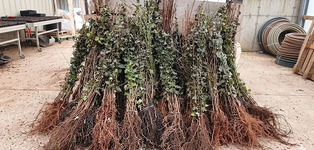 Bundles of 25 plants in mixed native plant species, showing inside a farm shed - some of the plants have leaves even though they are bare root plants so the photo must have been taken at the beginning of the season (early November)