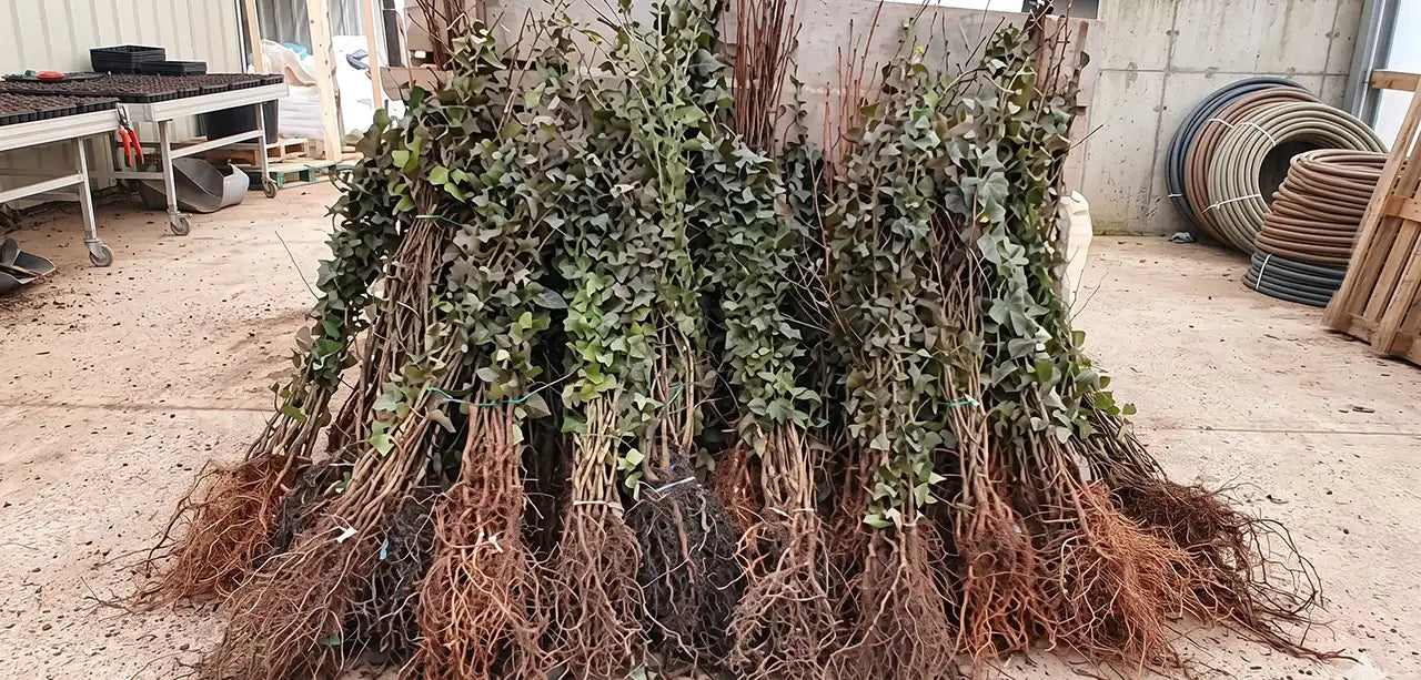 Bundles of 25 plants in mixed native plant species, showing inside a farm shed - some of the plants have leaves even though they are bare root plants so the photo must have been taken at the beginning of the season (early November)