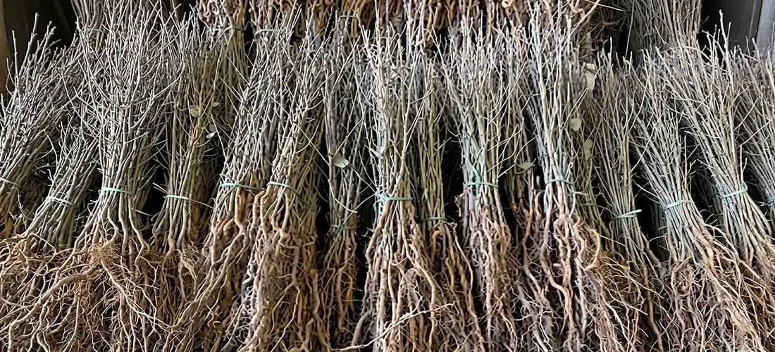 A row of many bundles of bare root hawthorn plants showing good root structures and slim top growth.