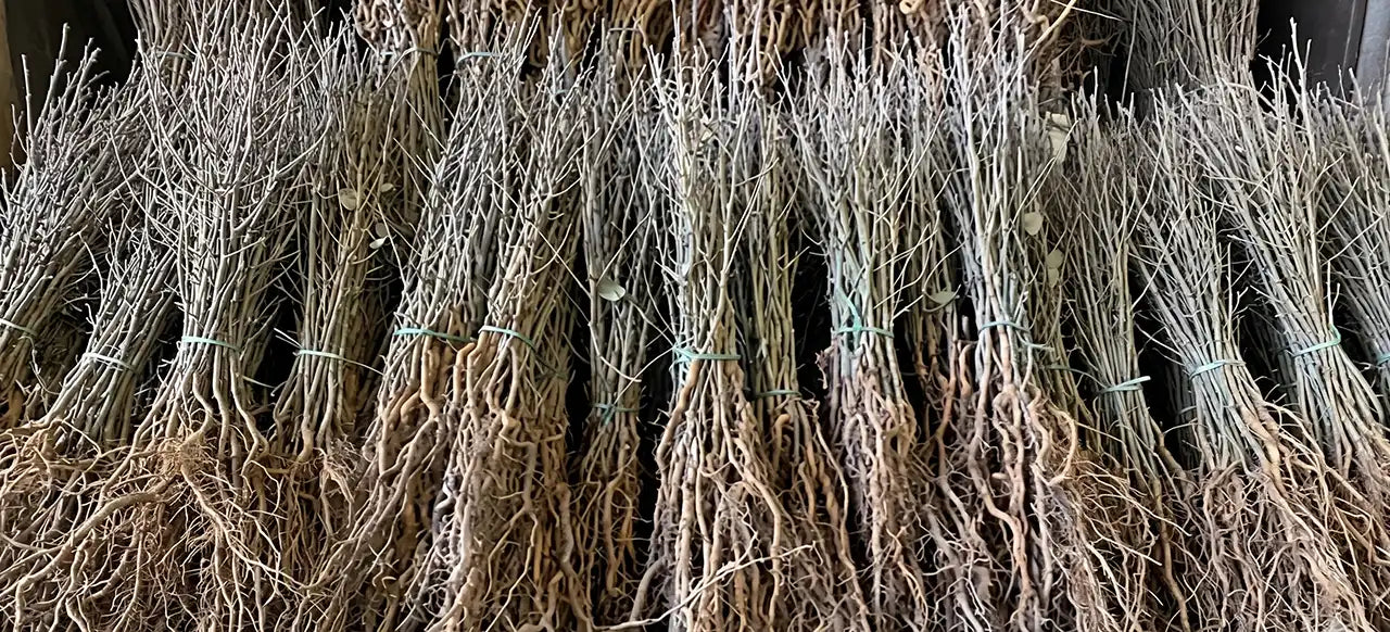 A row of many bundles of bare root hawthorn plants showing good root structures and slim top growth.