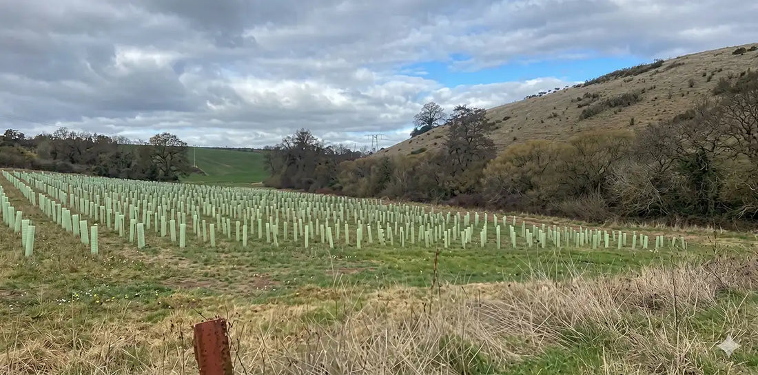 A field of hundreds of mother trees from which cuttings will be taken. The field is newly planted so the trees are currently hidden by the rabbit guards.  There's a hill on one side and an overcast sky.