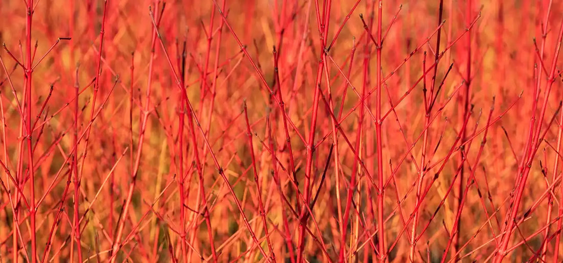A close up of the bare stems of an orange/red dogwood (Cornus sanguinea) - the sun must be shining because the stems look very bright.  There's no other colour on this image - the stems entirely fill it.
