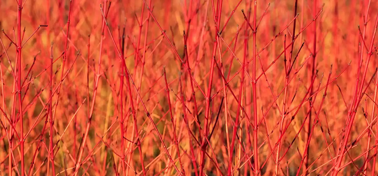 A close up of the bare stems of an orange/red dogwood (Cornus sanguinea) - the sun must be shining because the stems look very bright.  There's no other colour on this image - the stems entirely fill it.