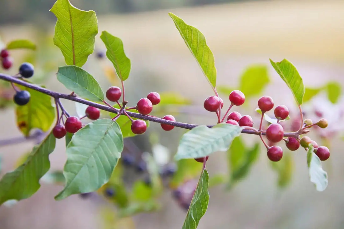 A branch of Rhamnus (alder buckthorn) showing the leaves and red berries.  The background is out of focus.