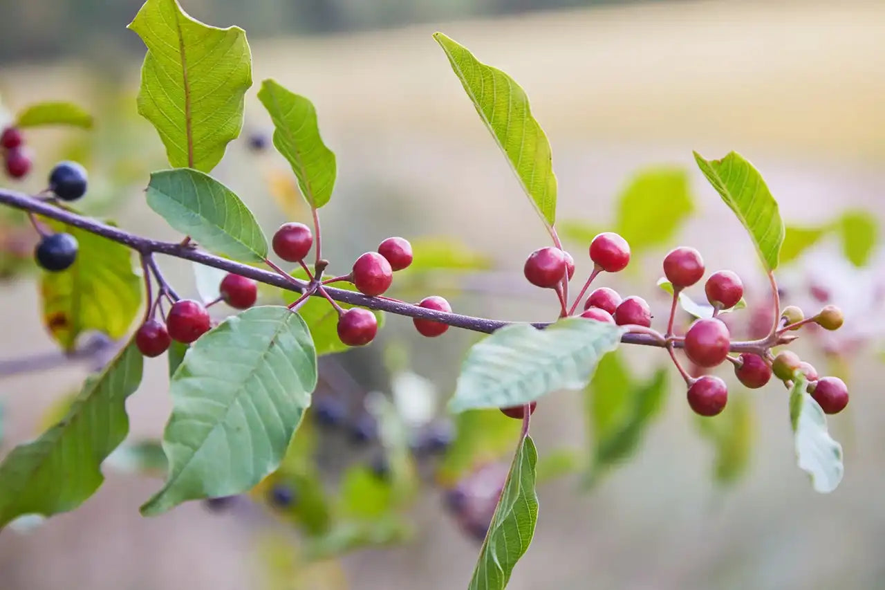 A branch of Rhamnus (alder buckthorn) showing the leaves and red berries.  The background is out of focus.