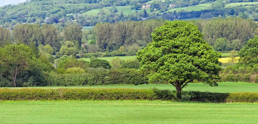 An oak hedgerow tree standing tall over the hedge, with fields in front and behind and a hill gently rising in the distance.