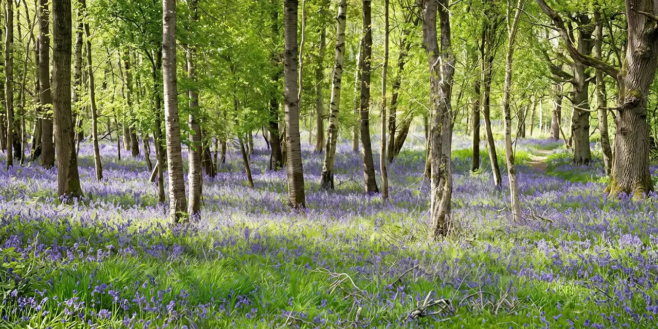 A woodland scheme showing lots of tree trunks of slim trees just coming into leaf in Spring and the ground is carpeted in bluebells.
