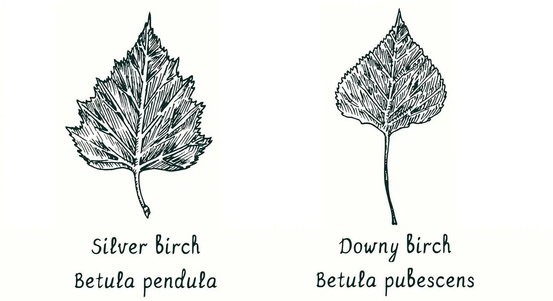 A black and white illustration of an individual leaf of Silver birch (on the left) and Downy birch (on the right) showing the differences in size and shape.