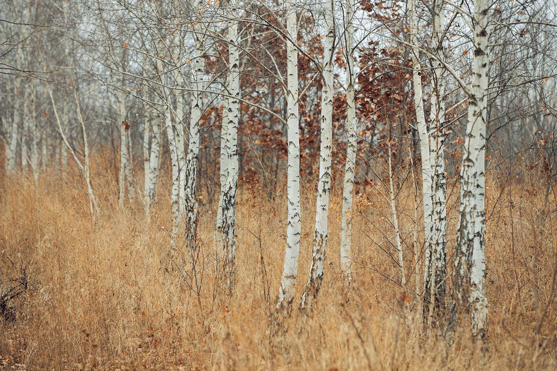 A copse of silver birch trees showing only the white trunks and a few lower branches without leaves.  Ont he ground there's some brown grassy material. The sky is just visible through some of the trees.