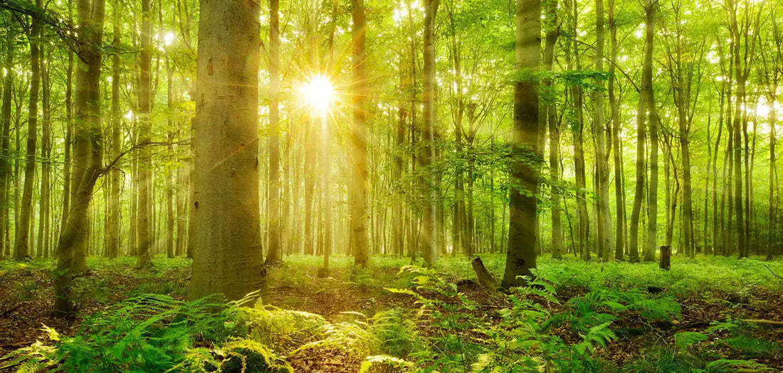 The low sun is shining through a stand of trees with tall trunks and only the trunks are visible in the image along with some ferns on the ground.  No sky is visible - the image is just green and gold colours.