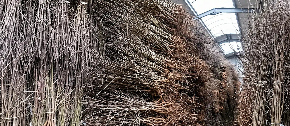 Bundles of bare root Blackthorn awaiting despatch, showing the roots and the slim plants.