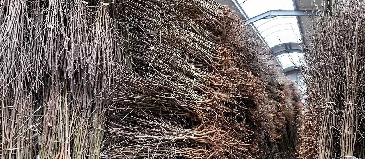 Bundles of bare root Blackthorn awaiting despatch, showing the roots and the slim plants.
