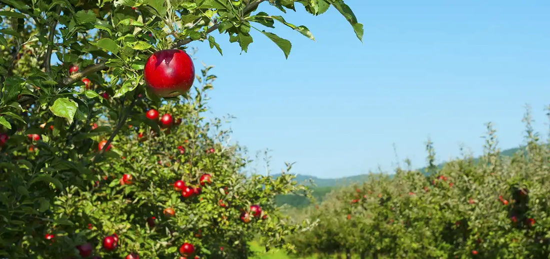 A close up of an apple tree with very red apples in a commercial orchard setting - you can see two rows of trees but only the first tree is in focus.  A bright blue sky.