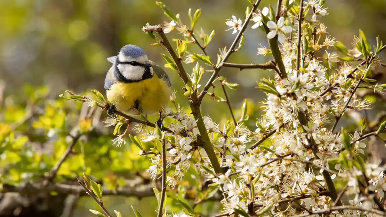 A close up of a blue tit sitting on a branch of a blackthorn plant with leaves just emerging and flowers just finishing.