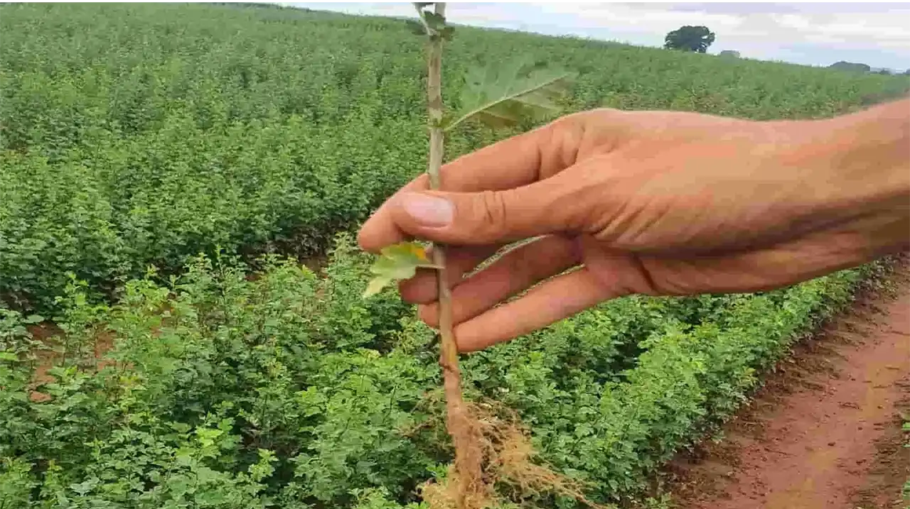 A hand holding a bare root hawthorn whip in front of a seed bed of hawthorn growing at our farm in Herefordshire.