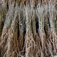 Several bundles of 25 bare root 40/60cm Hawthorn plants, ready for despatch to customers from R J Trees and Hedging.