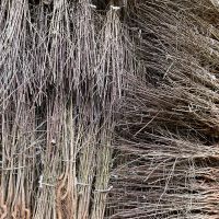 When (which months) can you plant bare root hedging?