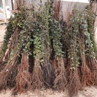 A selection of bare root hedging plants in bundles of 25.