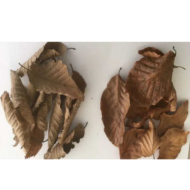 An image of two handfuls of autumn leaves, on the left is hornbeam and on the right is beech 