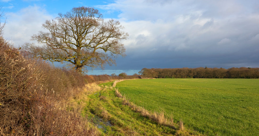 A scene in winter with a long stretch of farm hedgerow, one hedgerow tree, grassy margins in a field, and a cloudy sky.