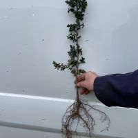 A guide to bare root whip plants