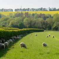 An overview of poisonous hedging plants for livestock and horses