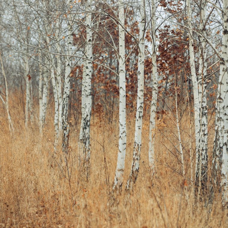 The characteristics and importance of pioneer tree species