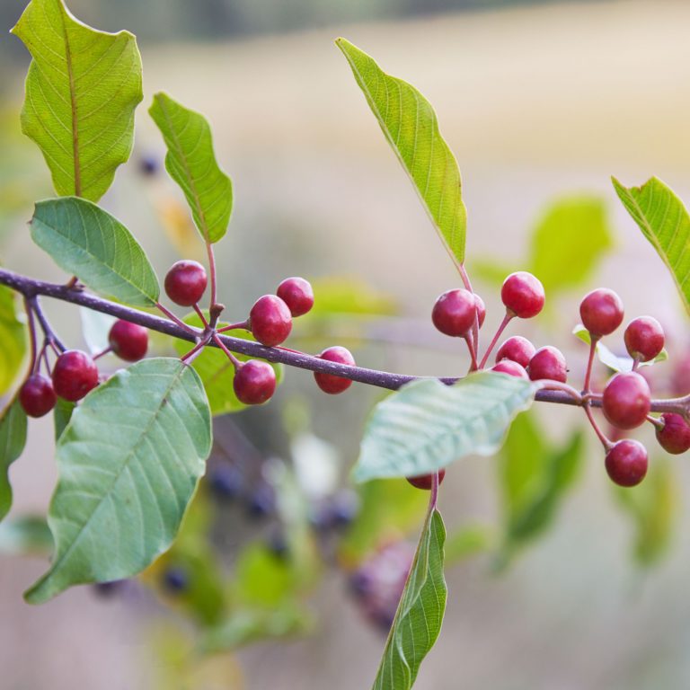 How to spot the differences between Rhamus cathartica and Rhamnus frangula