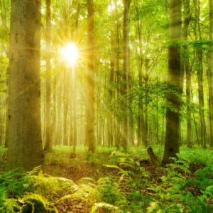 UK tree planting targets - fascinating facts and figures