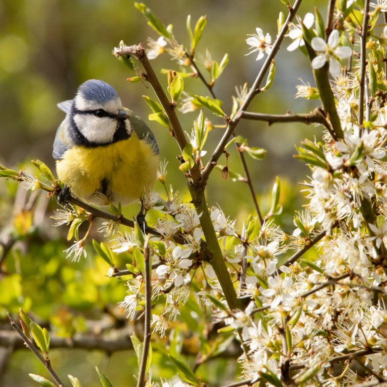 How to maximise wildlife friendliness in a hedge