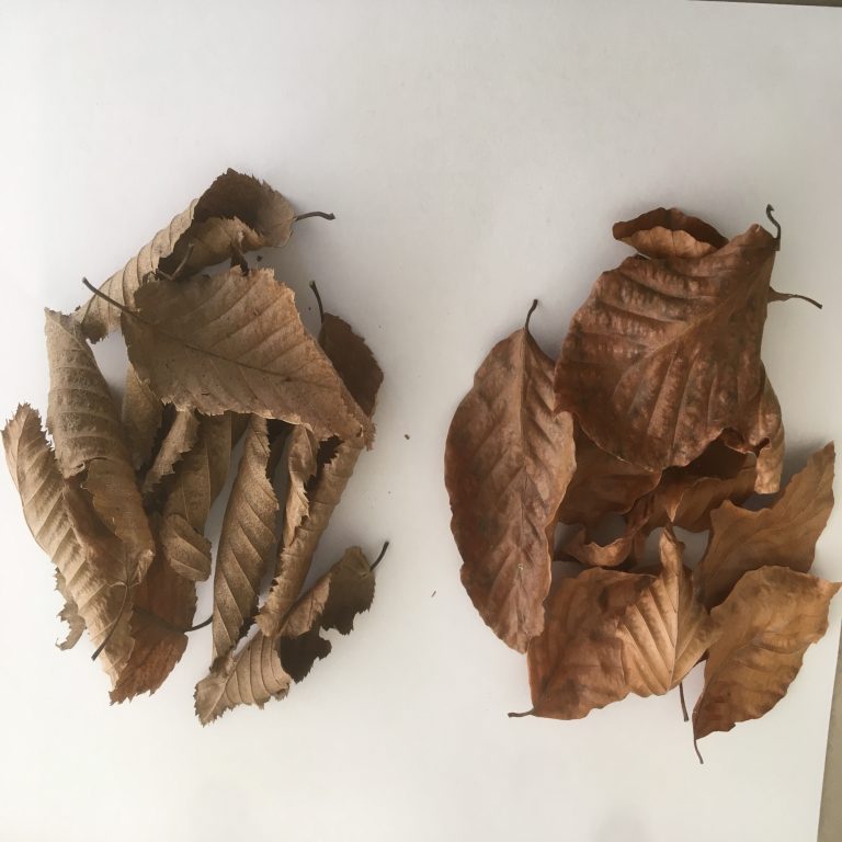 How to spot the differences between Beech and Hornbeam hedging