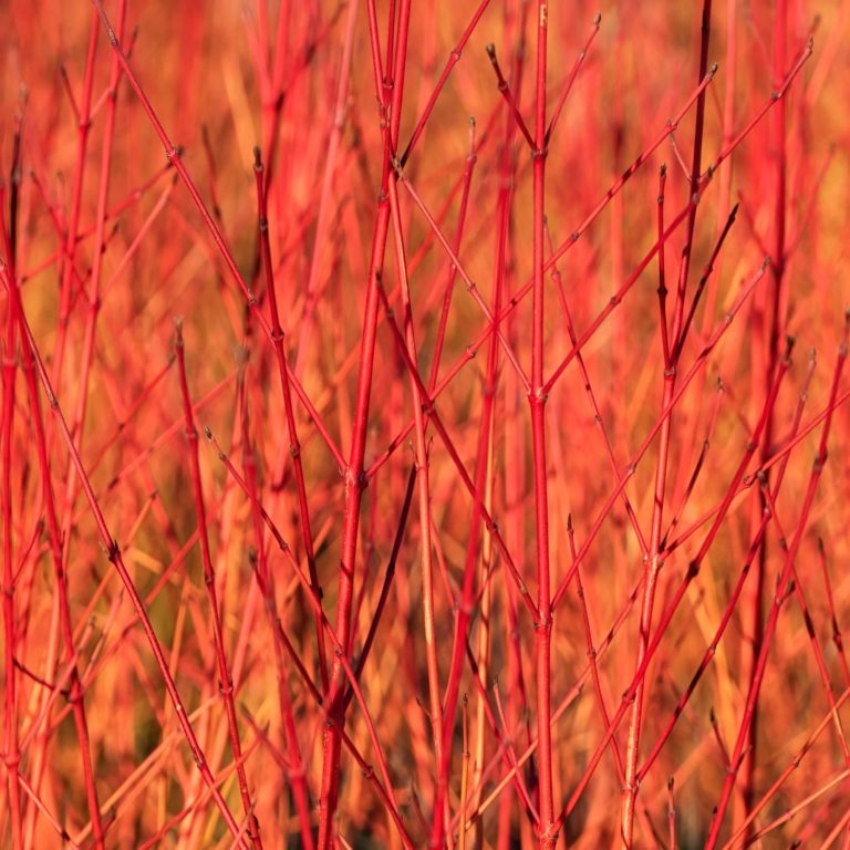 How to differentiate between the most common dogwood hedging varieties