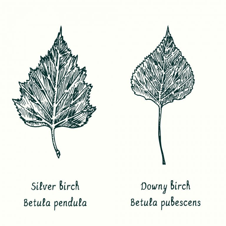 The Differences between Silver birch and Downy birch