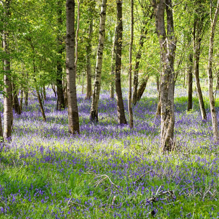 R J Trees and Hedging - thoughts on woodland creation