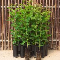 Benefits of cell grown plants