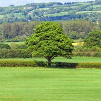 Benefits of hedgerow trees and how to plant into hedgerows