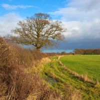 Benefits of traditional farm hedgerows