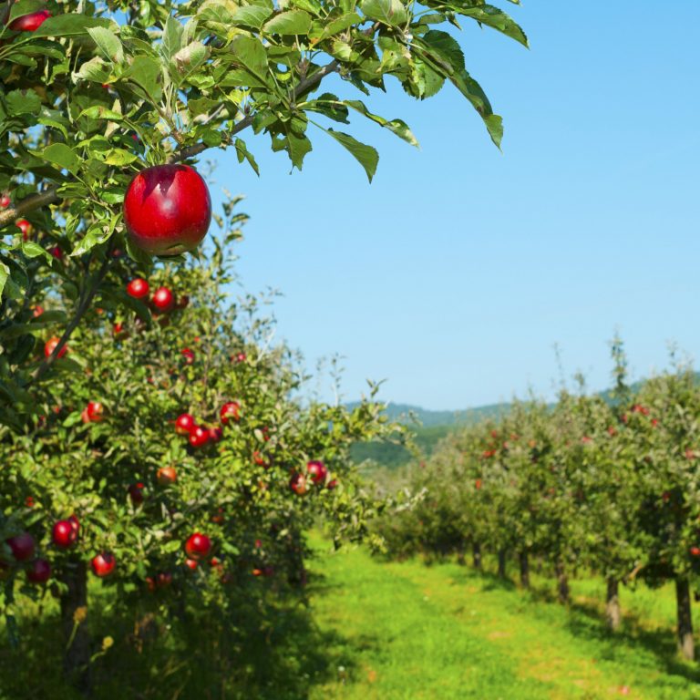 Windbreak and shelterbelt benefits and the best tree species to use