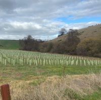 Growing bare root trees by hardwood cuttings