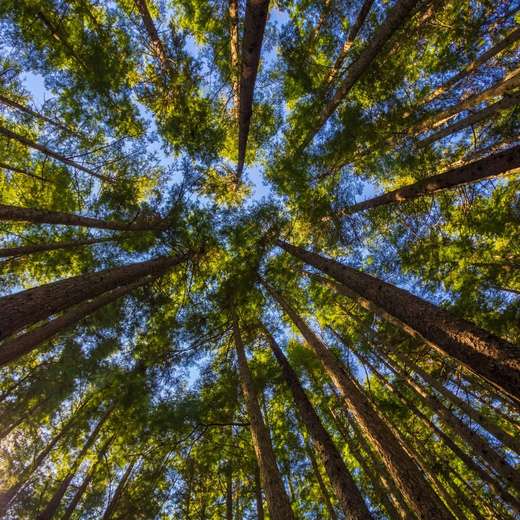 A forest of Sitka spruce trees