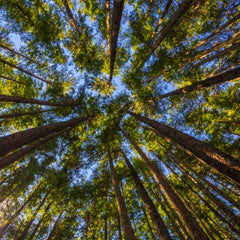 A forest of Sitka spruce trees