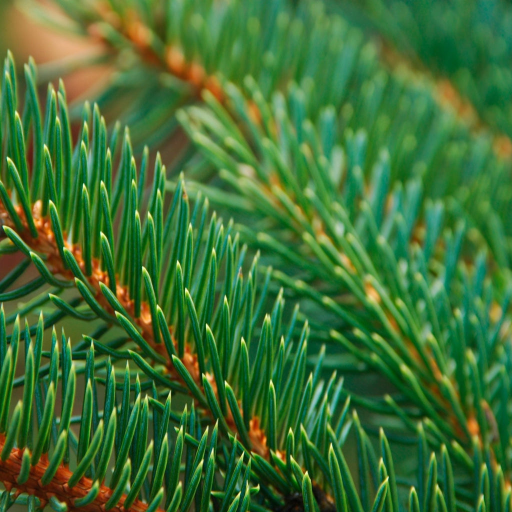 Foliage of Sitka spruce tree (Picea sitchensis)