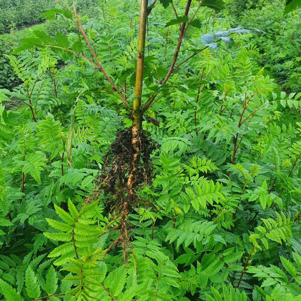 Sorbus - Rowan (Sorbus aucuparia)