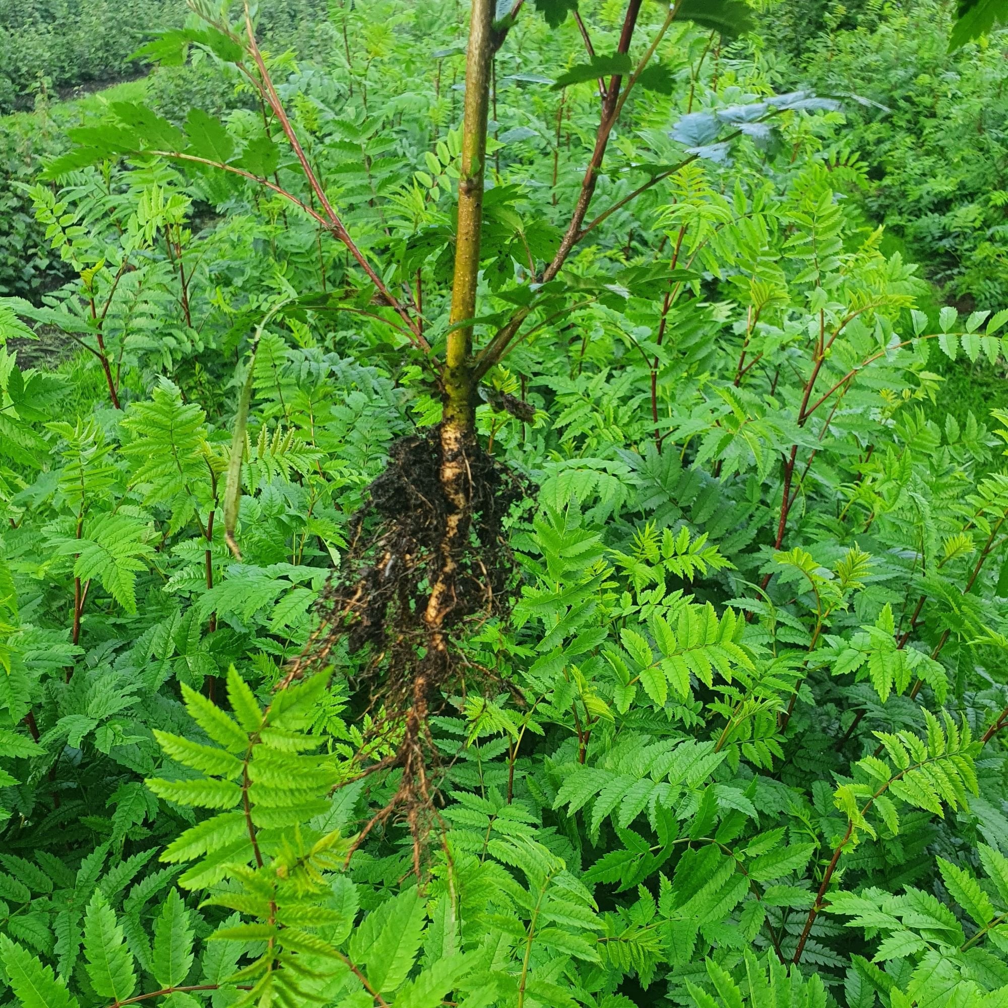Sorbus - Rowan (Sorbus aucuparia)