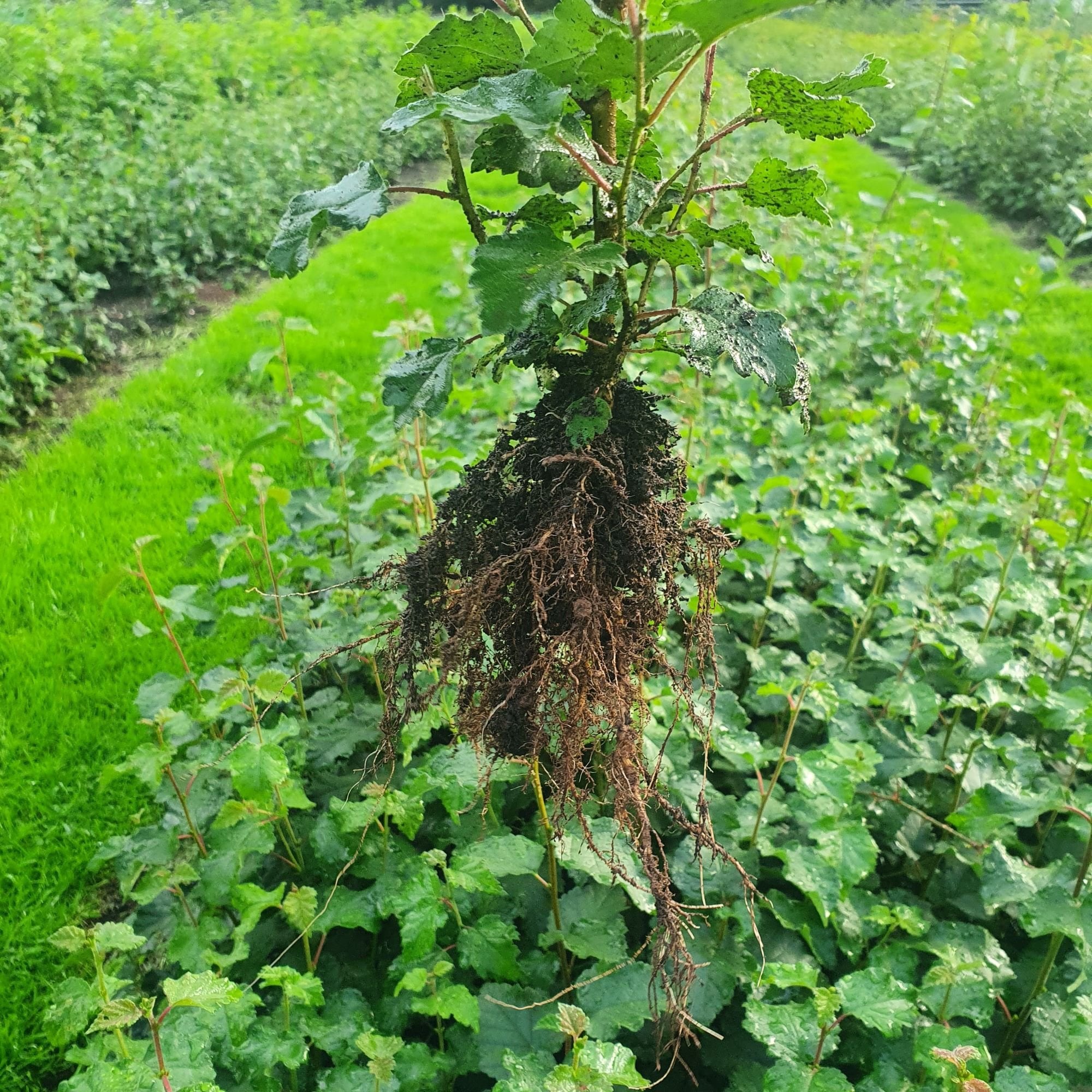 Birch - Downy (Betula pubescens)