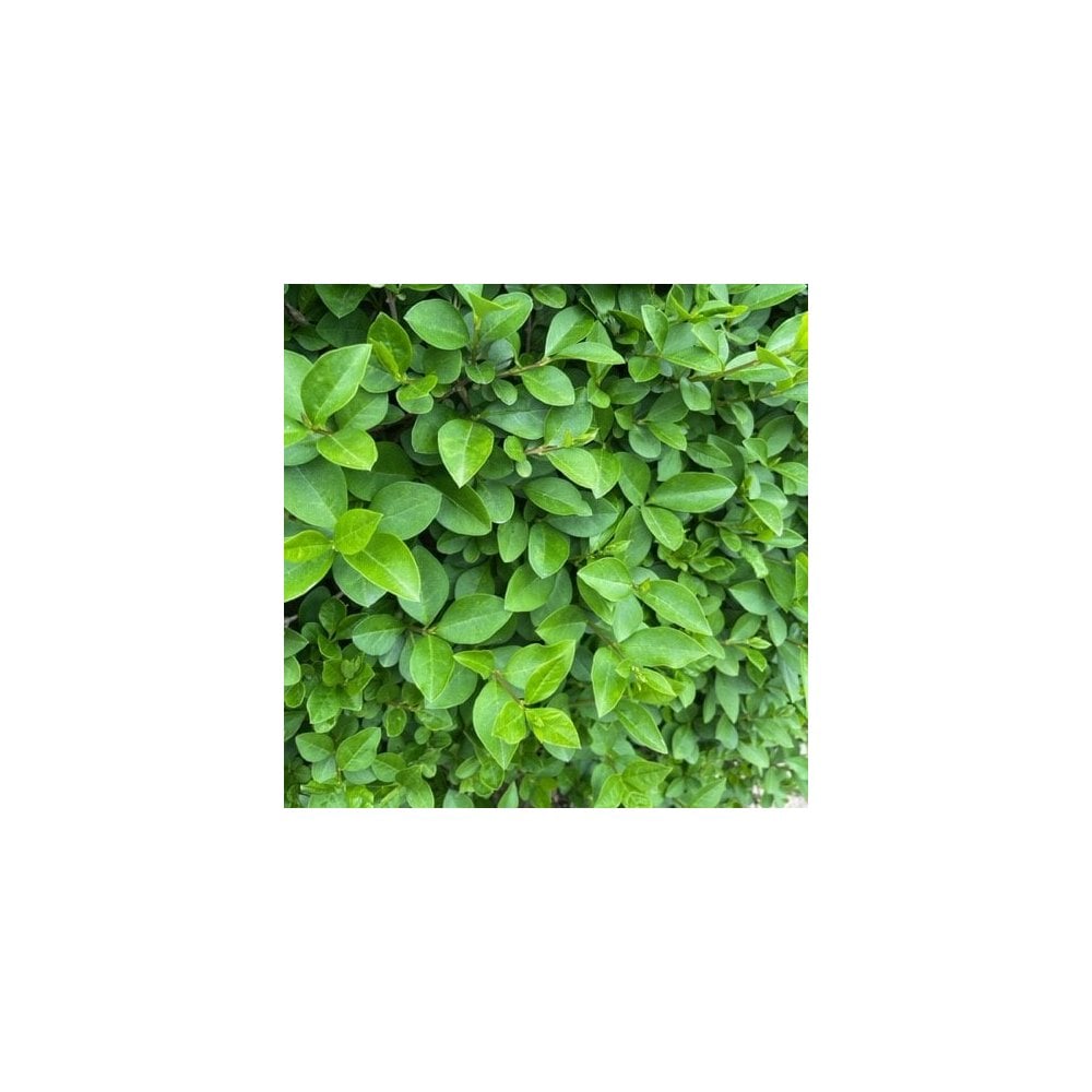 Privet - Common (Ligustrum ovalifolium)