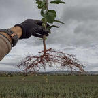 Buckthorn - Alder (Rhamnus frangula)