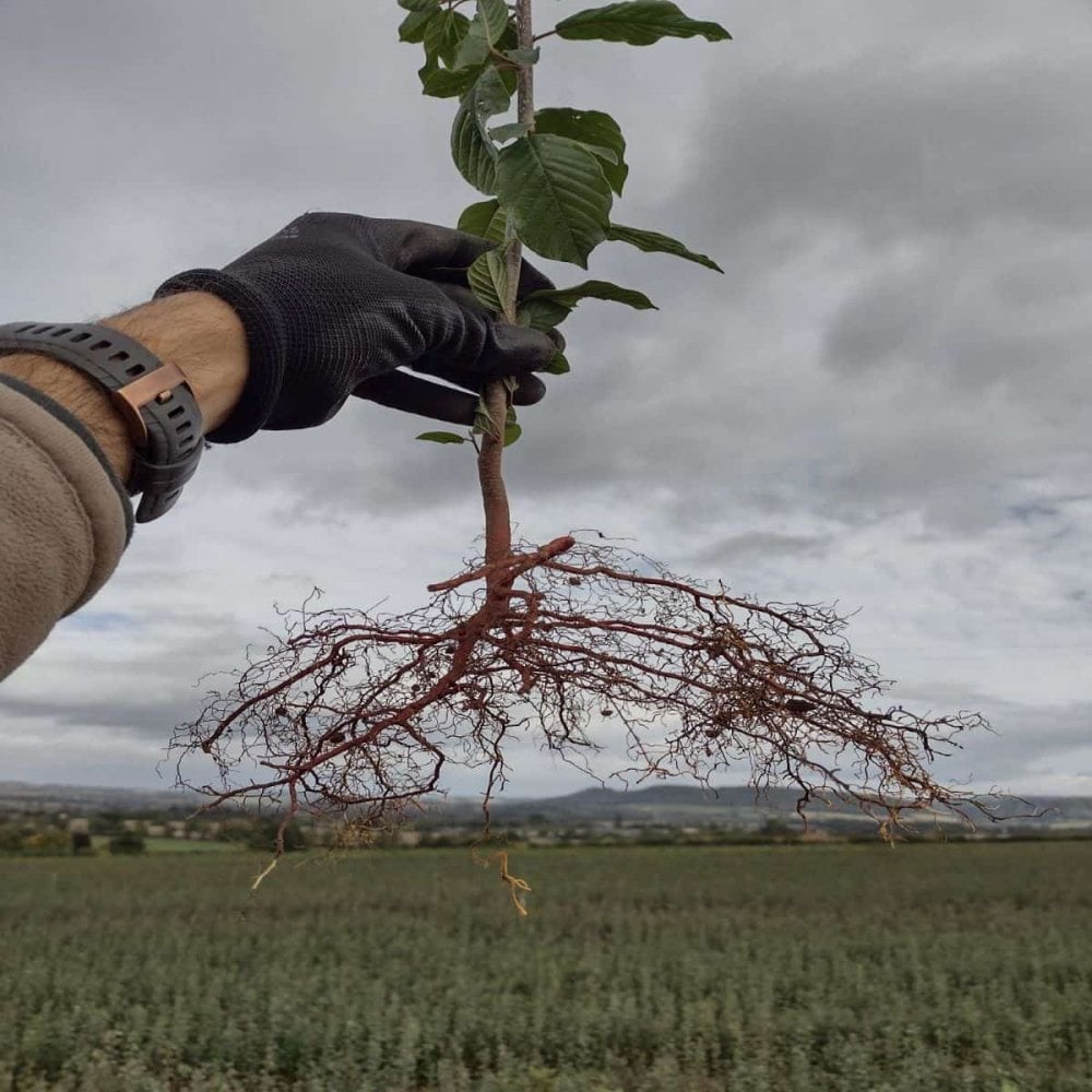 Buckthorn - Alder (Rhamnus frangula)